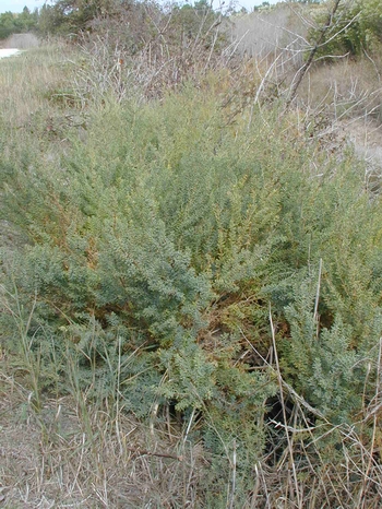 salicorne.JPG (207267 octets)